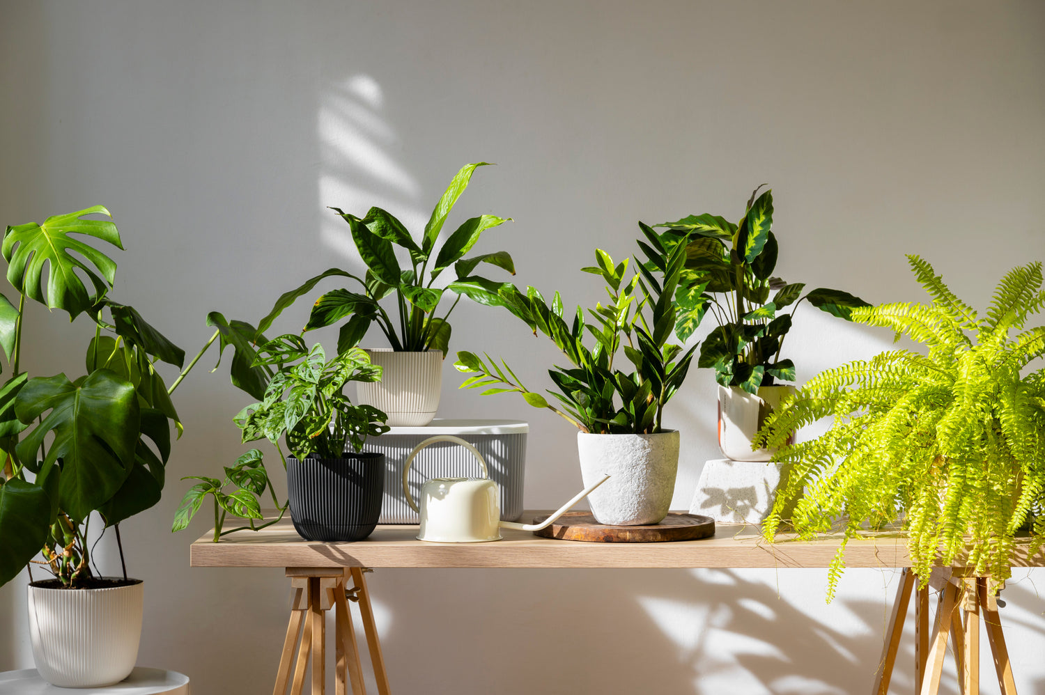 Desktop Greenery