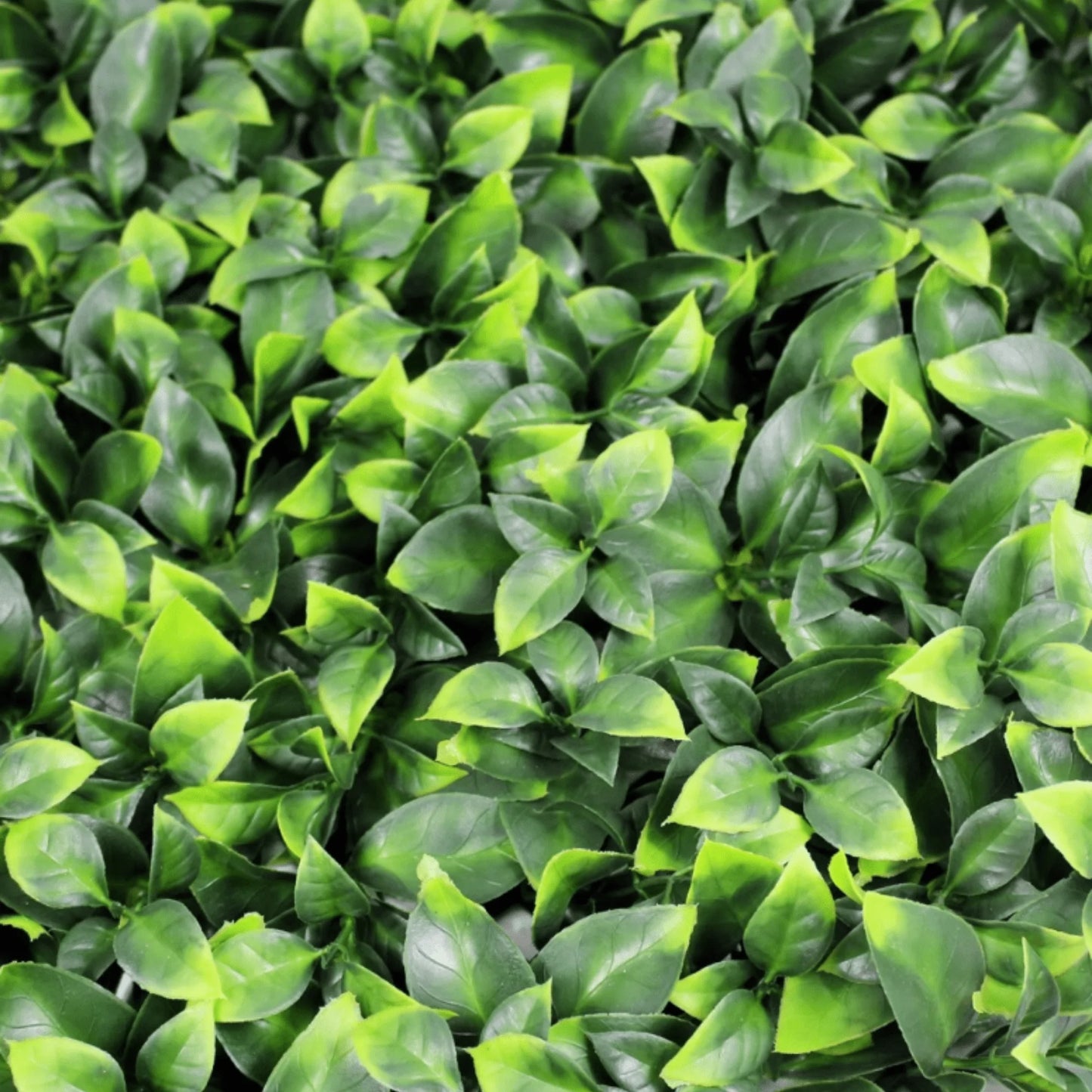 Sample Panel of Jasmine Artificial Green Wall (Small Sample) UV Resistant